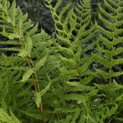 Hardy Fern Athyrium filix-femina 'Lady in Red'